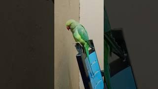 parrot ecstasy  #birdsounds #talkingparot