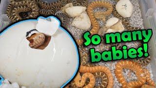 Adorable Baby Bullsnakes Hatching!