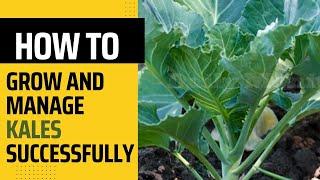 A super new way of Kales (sukuma wiki) farming 2024  #farminginkenya #farming #kalesfarming