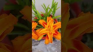 Lily flower / #shorts #flowers #lily #plant #garden