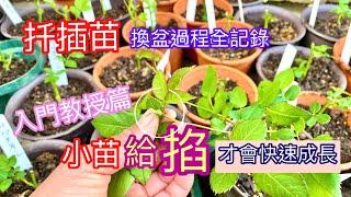 【新手入門篇】玫瑰扦插苗換盆，小苗快速成長讓健壯的最佳方式就是掐掉它️