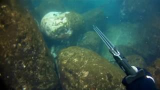 Spearfishing parrotfish