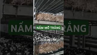 Nấm mỡ trắng đang lên trong phòng nuôi trồng tại Đà Lạt - Nấm Việt THT