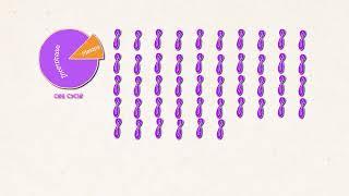 Meiosis cell division | Redmedbd