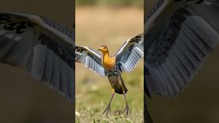 The Sunbittern #birds #wildlifewonder