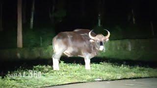 Indian Gaur tries to attack our car | Bison | Thedal 360°