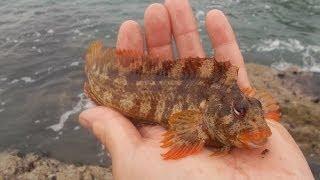 Rock fishing on Anglesey