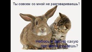 Год Кота и Кролика