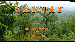 Sanjay : The Ancestral Home of White Tiger | Sanjay Tiger Reserve Documentary