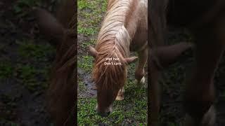 You're a shetland pony living in Kamali Stable - Bali #horse #pony #shetlandpony