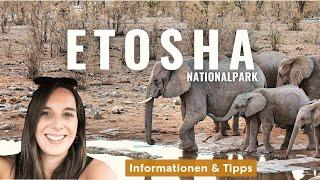 NAMIBIA - Der Etosha Nationalpark - Alle Informationen für deinen Roadtrip!  Camping, Straßen uvm.