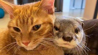 Best friends! An otter can't sleep without his beloved cat  !