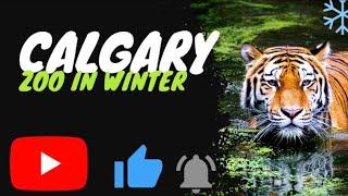 The chilling beauty of Calgary Zoo in the winter