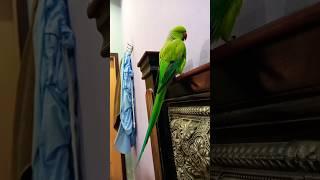 parrot prhsan ha q #parrot #talkingparot #birds #nonstoptalkingparrot #talkingparrot #funny #cute