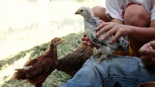 Backyard Chickens 101