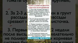 Топ-4 совета для огородников в начале сезона #садовод #советыдачникам #выращиваниерассады #рассада