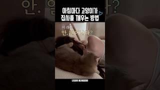 아침마다 고양이가 집사를 깨우는 방법