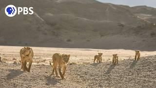 Lions of the Skeleton Coast | PBS Nature Trailer