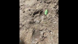 Growling Bigfoot Harasses Cabin Tenants near Cherokee, North Carolina