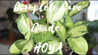 COMPLETE CARE GUIDE: HOYA | LULU'S LEAVES