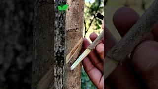 New grafting techniques Olive plant satisfying #relaxing #olivetree #budding #agriculture