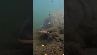 Looks like this bait was too long!