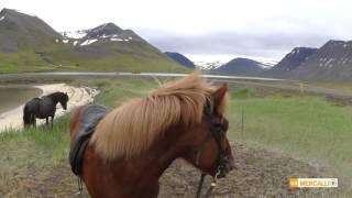 horseback trekking - Westfjords with icelandic horses - summer 2015 - day 1-0