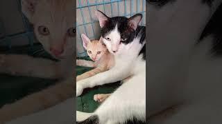 Very Sweet Cat Couple