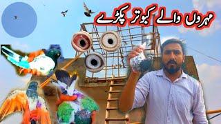 mohro waly kabootar pakre || Khokhar pigeons club || haider pathan pigeons || kabootar lovers