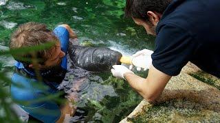 Hors-Série spécial lamantins : tous à l'eau pour sauver Mandilo ! Beauval, un œil en coulisse