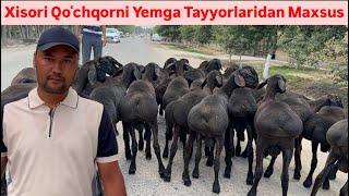 Alisher aka Fermasiga 70ta Xisori Keldi,200mindan arzon Qoʻylar