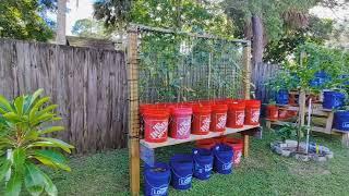 My Tropical Fruit Trees in November