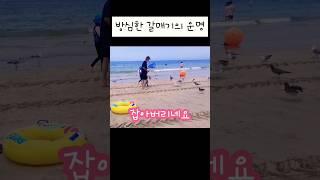 새우깡에 방심한 갈매기의 운명!#shorts