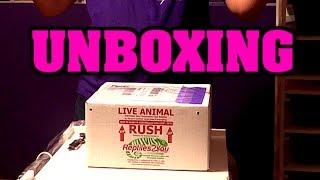 UNBOXING SNAKES!  Olympus Reptiles getting more animals??
