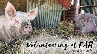 Volunteering at FAR - Farm Animal Rescue Australia [GoPro] // Amy Gets Lost