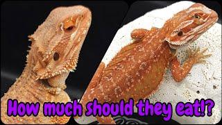 Bearded Dragon Health | Feeding Schedule By Age/Weight