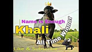 Big Bull of India | World Champion Khali #murrah bull | #dairy #khalibull