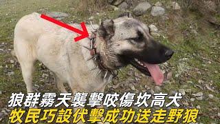 狼群霧天襲擊咬傷坎高犬，牧民巧設伏擊在樹林中成功送走野狼#animals #nature #坎高犬 #牧羊犬 #狼群 #狼