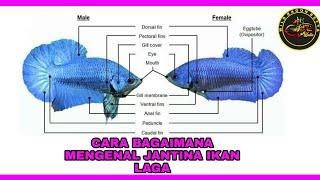 CARA MENGENAL JANTINA IKAN LAGA