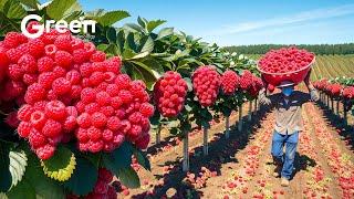 How MILLIONS OF Raspberries Are Harvested | Agriculture Technology