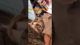 YouTube short video....how delicious it is for the dog