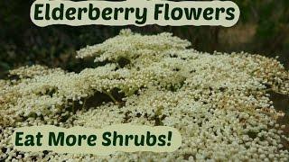 Elderberry Flowers: How to pick and use elder flowers