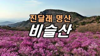 비슬산 등산 / 참꽃(진달래) 볼 때가 됐는데 2023축제 소식도 있네요