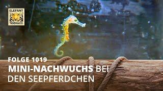 Seepferdchen auf Trab (Folge 1019) | Elefant, Tiger & Co. | MDR