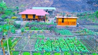 Couple LIVING OASIS OFF-GRID! Harvesting duck eggs, revealing the customs of celebrating Tet cooking