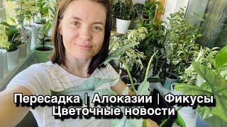 Пересадка | Алоказии | Фикусы | цветочные новости