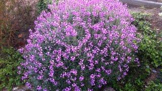 Erysimum linifolium 'Bowles Muave'  - Wallflower 'Bowles Muave'