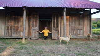 Build wooden walls for house - Dương free bushcraft, BUILD WOODEN HOUSE