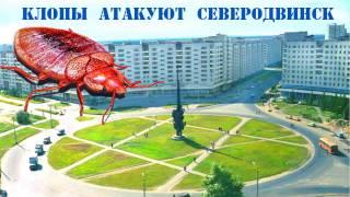 Клопы в Северодвинске. Выход есть. Биоторг.