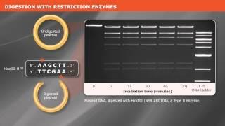 Cloning With Restriction Enzymes
